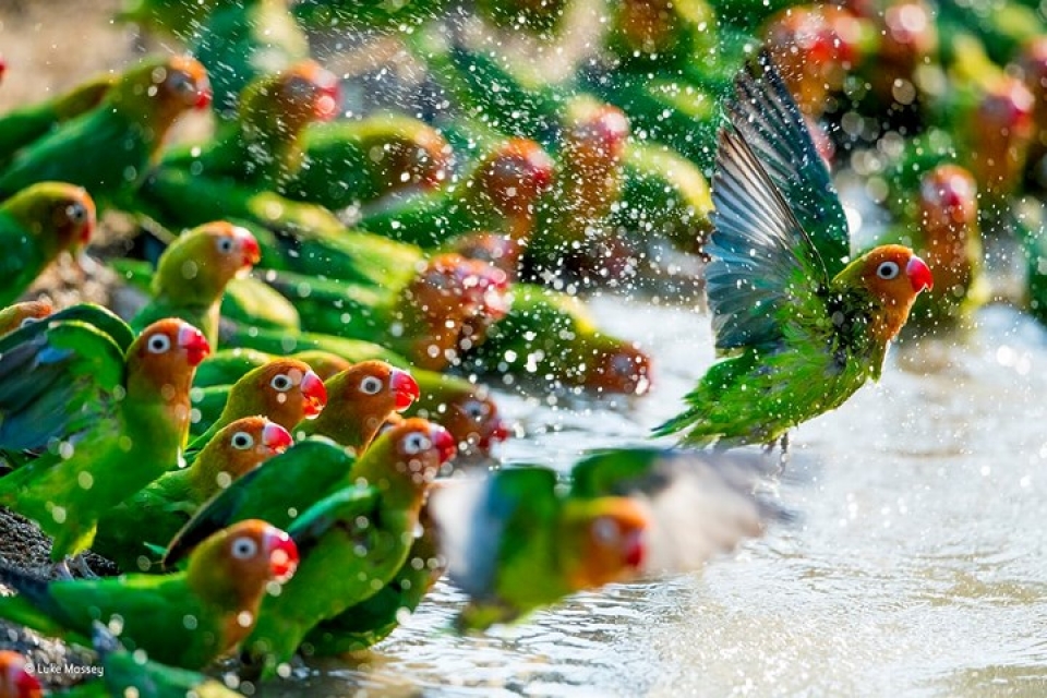 nhung buc anh dong vat an tuong nhat dau nam 2018