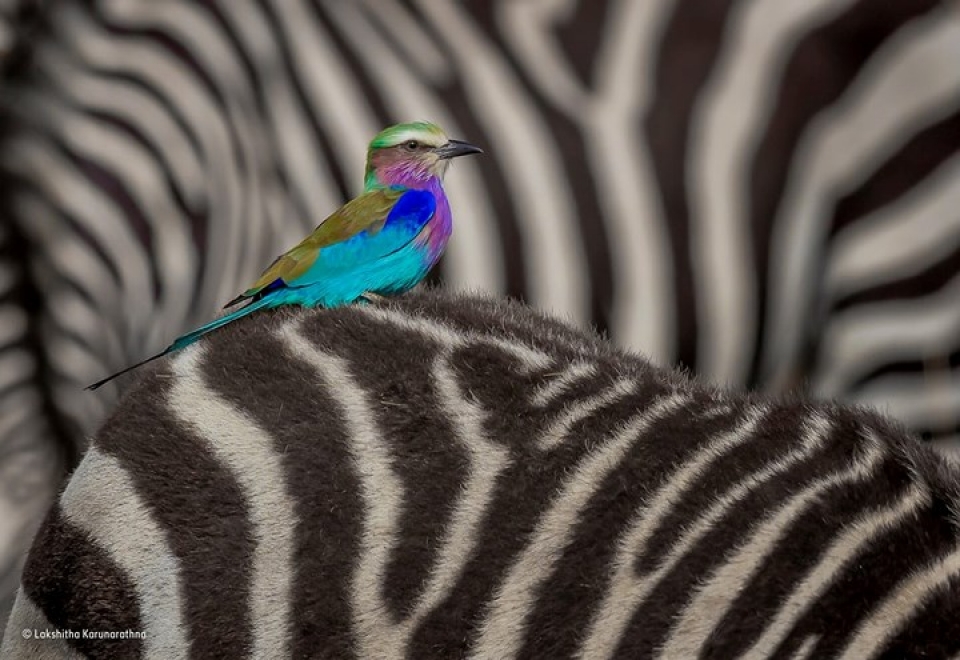 nhung buc anh dong vat an tuong nhat dau nam 2018