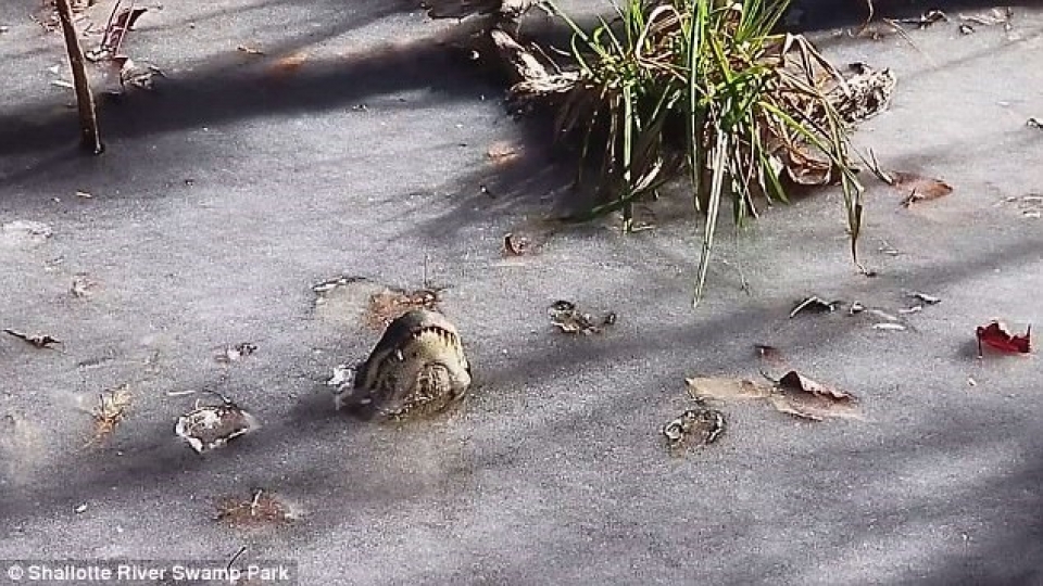 ca sau o my lam the nao de song sot qua bom bao tuyet