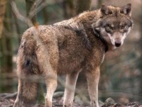 xem dan cho soi phoi hop ruot duoi con moi giua tuyet trang