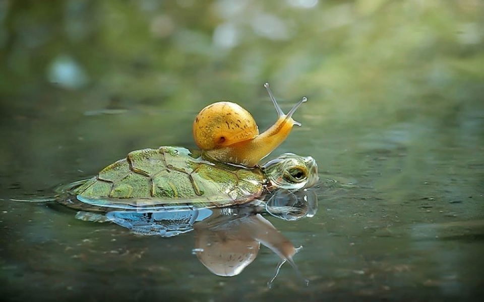 hinh anh thu vi ve nhung doi ban cung tien trong tu nhien