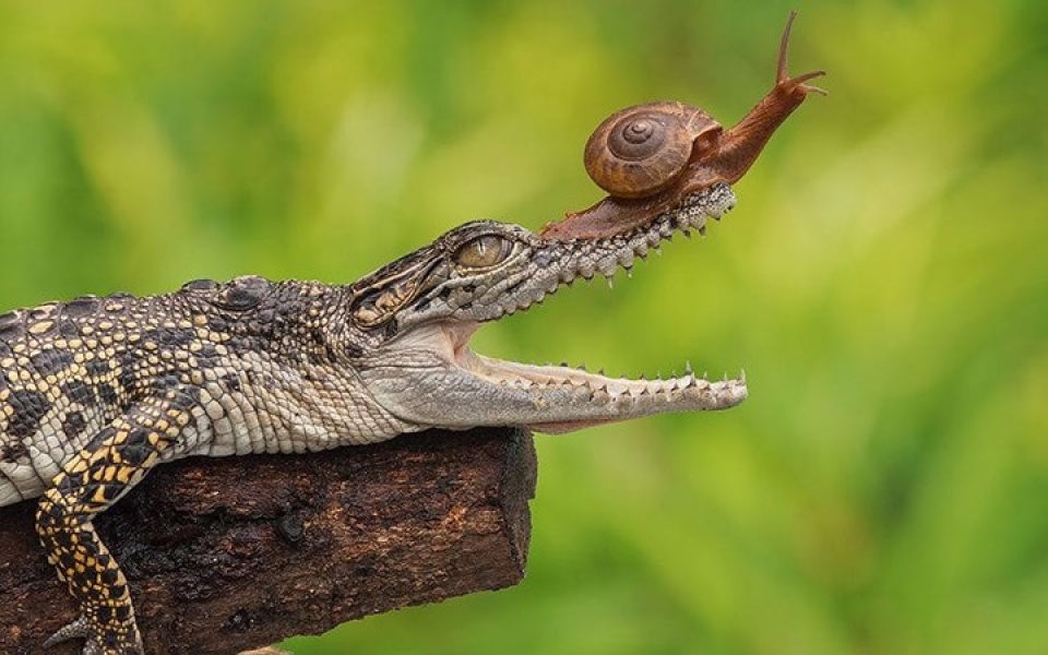 hinh anh thu vi ve nhung doi ban cung tien trong tu nhien