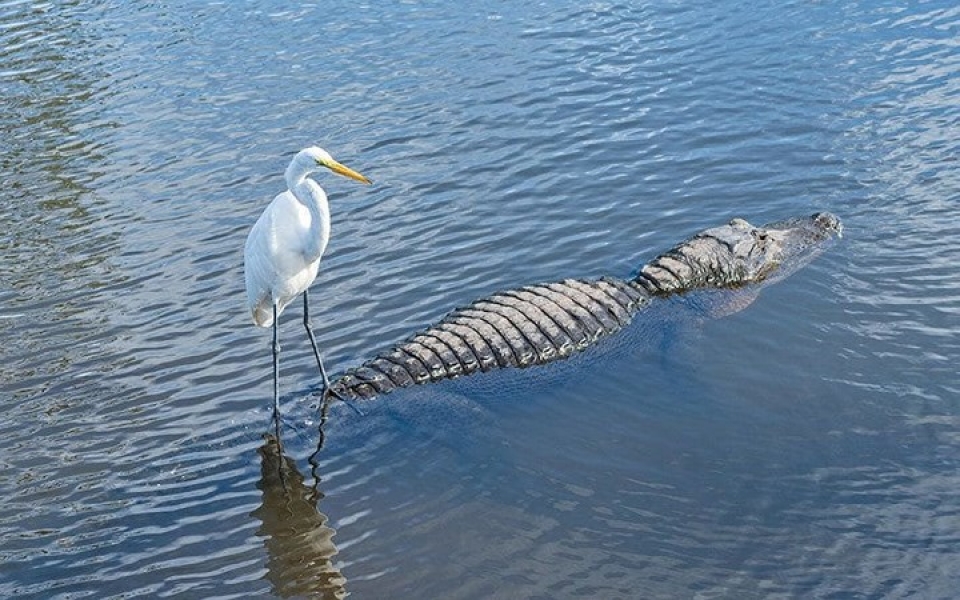 hinh anh thu vi ve nhung doi ban cung tien trong tu nhien