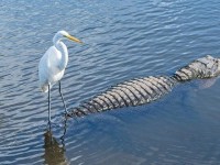 nhung buc anh dong vat dep me hoac nhu tranh ve tren toan cau