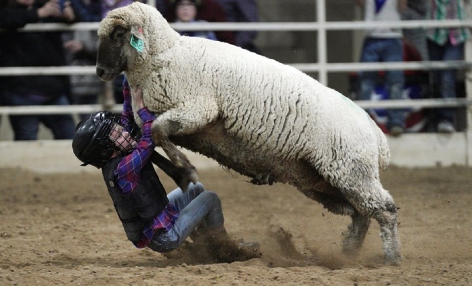 anh hai huoc ve ky si nhi tham gia cuoc thi thuan phuc cuu