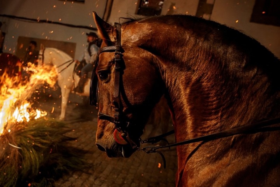 hinh anh tuan ma lao vao lua tay tran trong le thanh anthony