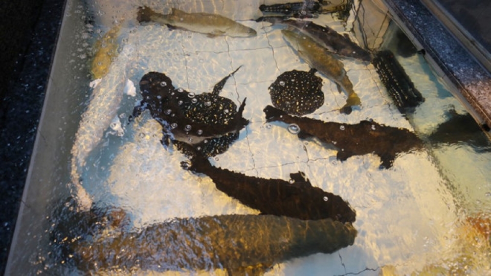 hong kong phat hien 1000 dong vat quy hiem trong nha dan