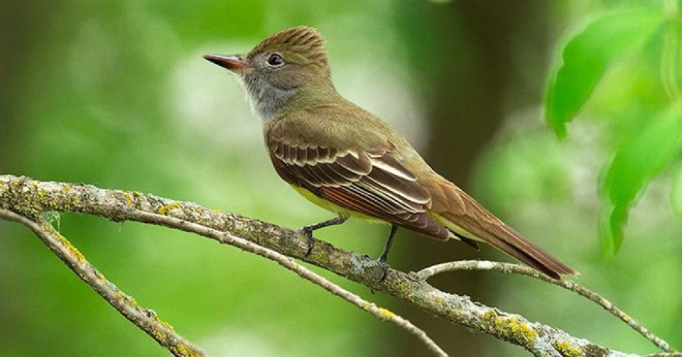 nhiet do toan cau tang lam thay doi voc dang cua loai chim