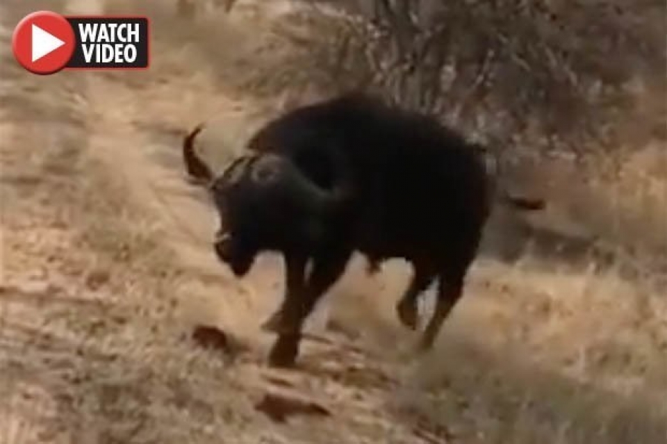 thot tim canh trau rung va du khach choi tro duoi bat toc do cao