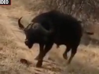 doc dao canh rung co hinh ban co