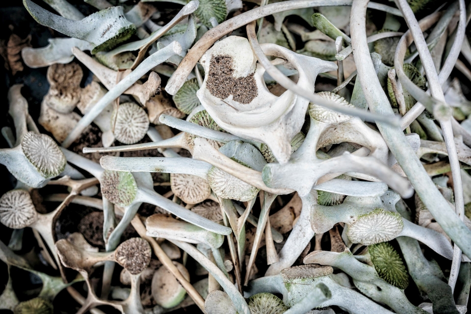 bo toc ban dia new zealand va noi buon mua ca voi mac can