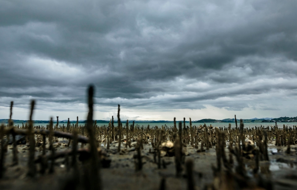 bo toc ban dia new zealand va noi buon mua ca voi mac can