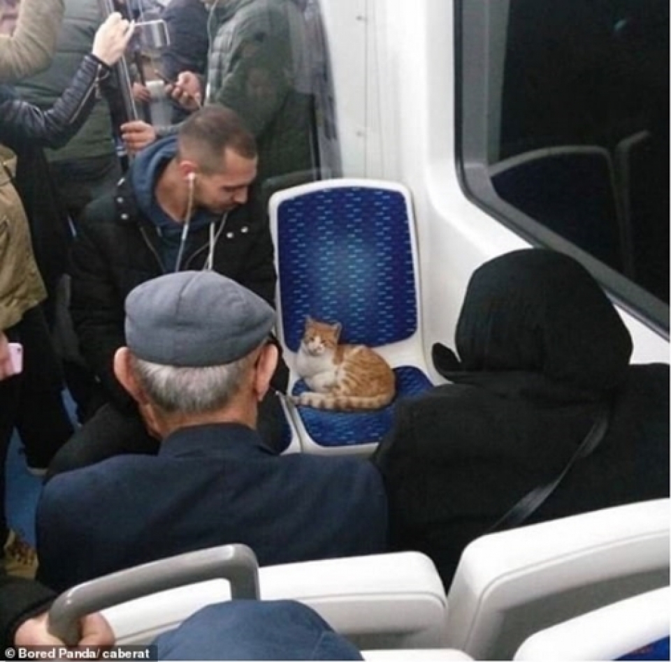 khoanh khac sieu hai huoc cua meo cung