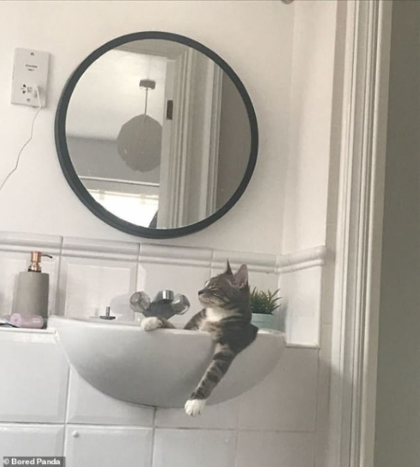 khoanh khac sieu hai huoc cua meo cung