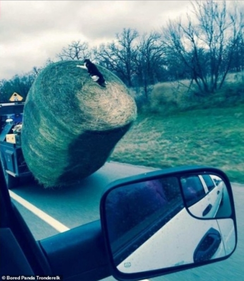 khoanh khac sieu hai huoc cua meo cung