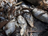 australia hang chuc nghin nguoi dan o mien nam roi vao canh mat dien