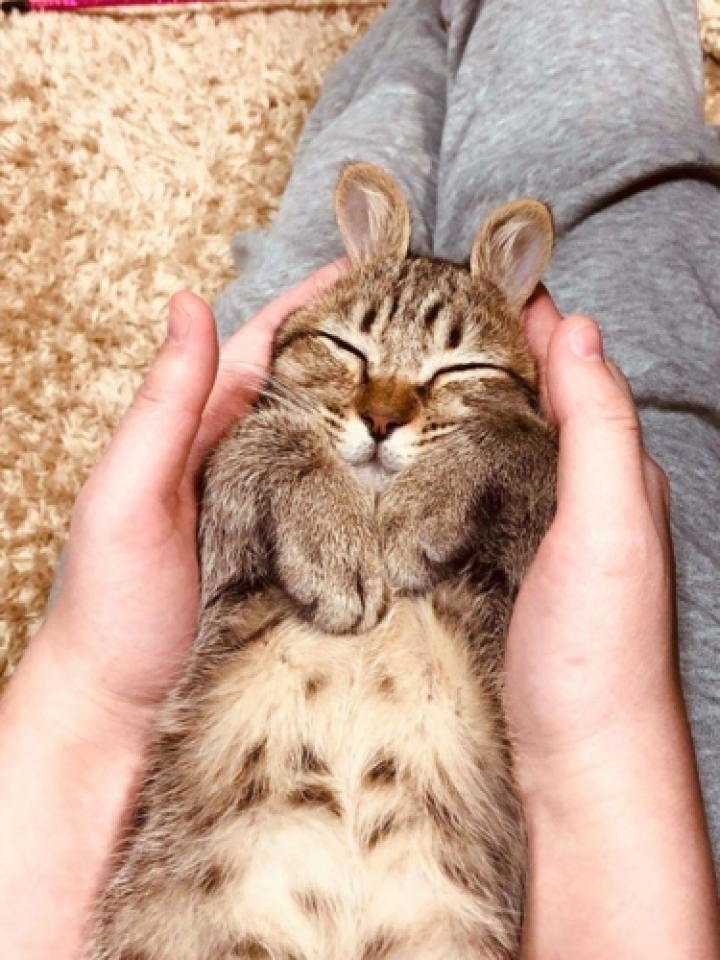 nhung khoanh khac kho do cua meo cung