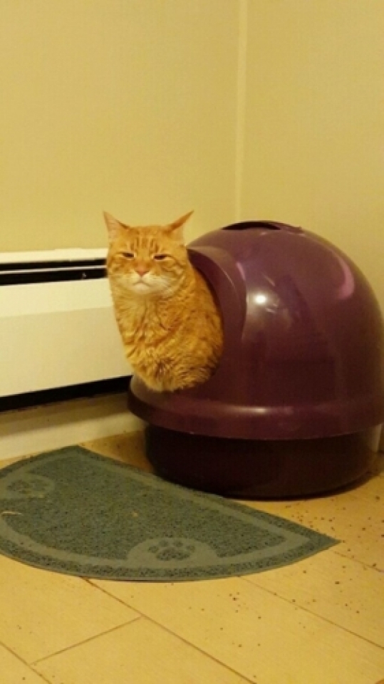 nhung khoanh khac kho do cua meo cung