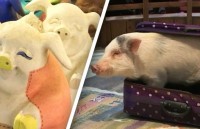 anh kiet tac phong bich hoa mo cua don du khach tro lai