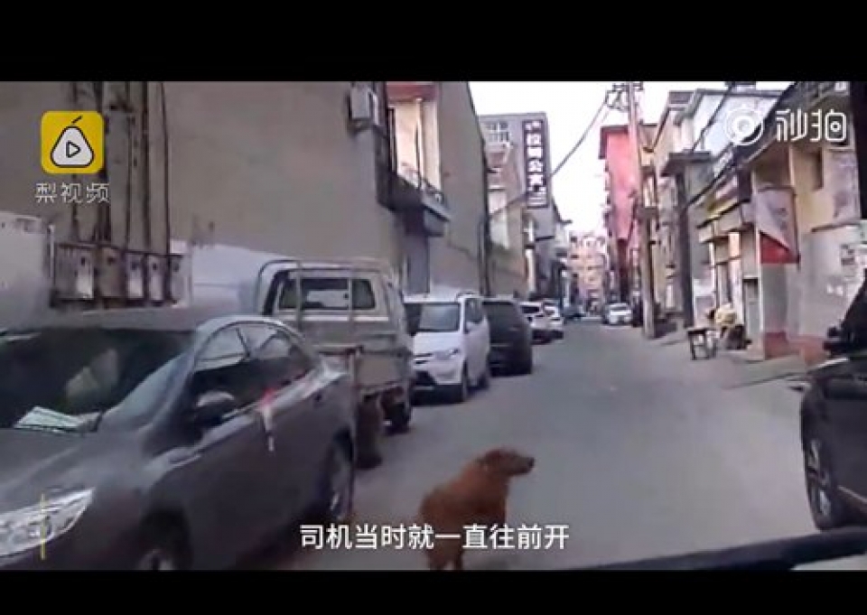 Cảm động trước chú chó trung thành cứu sống tính mạng chủ trung quoc cam dong truoc chu cho trung thanh cuu song tinh mang chu