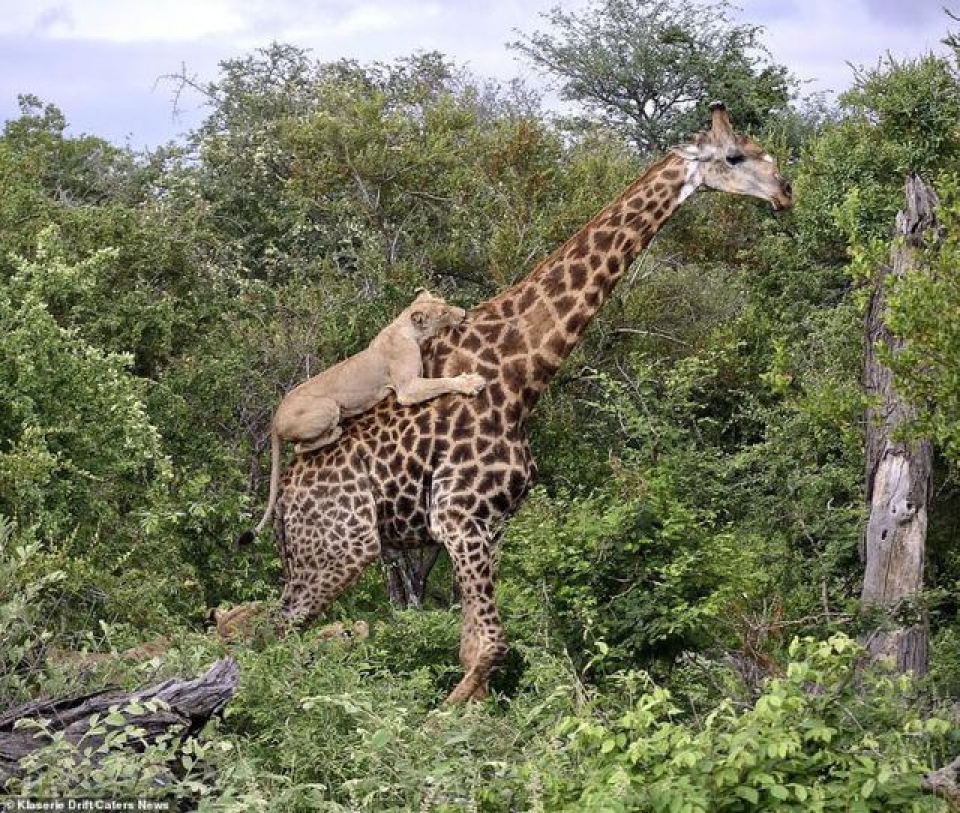 Hươu cao cổ dũng cảm đánh bại cuộc tấn công của bầy sư tử 6 con trong suốt 4 tiếng huou cao co danh bai cuoc tan cong cua bay su tu 6 con trong suot 4 tieng