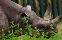 Tê giác sống thọ nhất thế giới đã chết