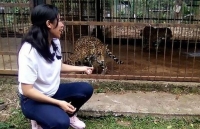 Vượt rào chụp ảnh với báo đốm và hậu quả