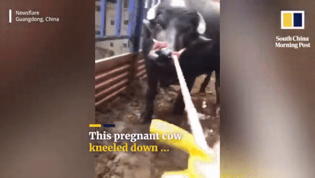 Clip bò cái mang thai quỳ gối xin không đến lò mổ 'gây bão' mạng xã hội bo cai mang thai quy goi xin khong den lo mo