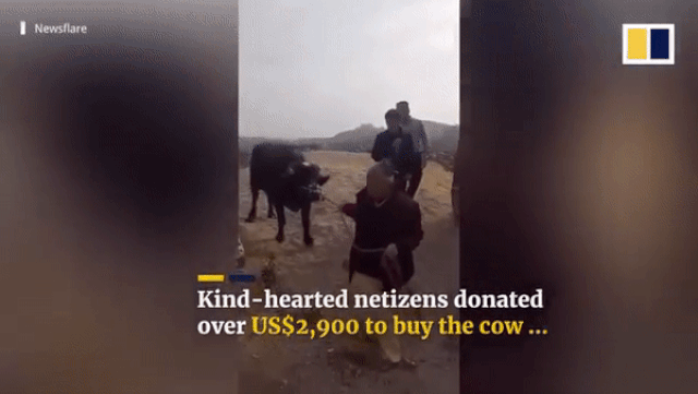 Clip bò cái mang thai quỳ gối xin không đến lò mổ 'gây bão' mạng xã hội bo cai mang thai quy goi xin khong den lo mo