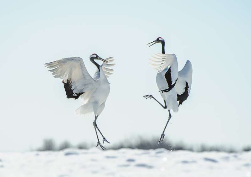 nhung vu cong tuyet dinh cua the gioi dong vat