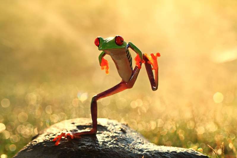 nhung vu cong tuyet dinh cua the gioi dong vat