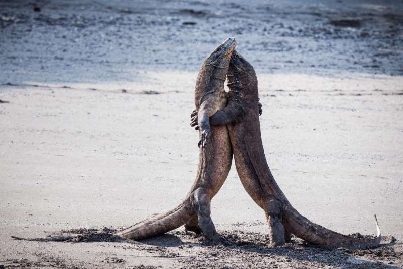 nhung vu cong tuyet dinh cua the gioi dong vat