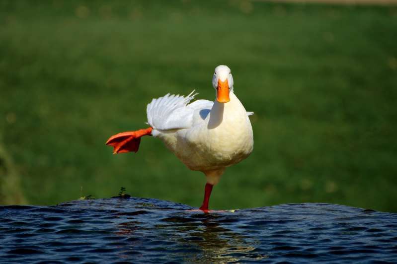 nhung vu cong tuyet dinh cua the gioi dong vat