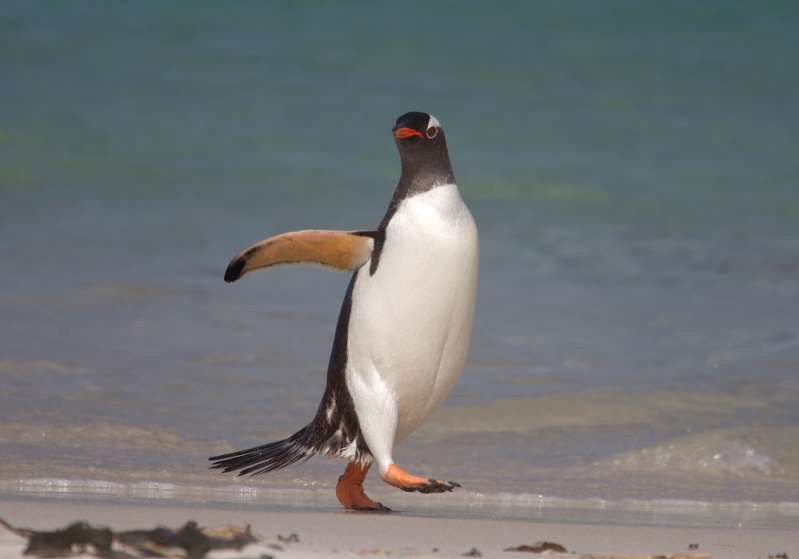 nhung vu cong tuyet dinh cua the gioi dong vat