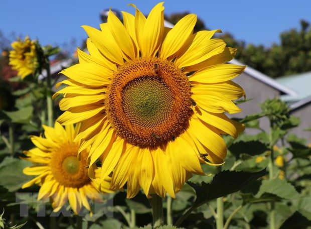 vuon hoa huong duong ruc ro pho nui pleiku hut khach tham quan