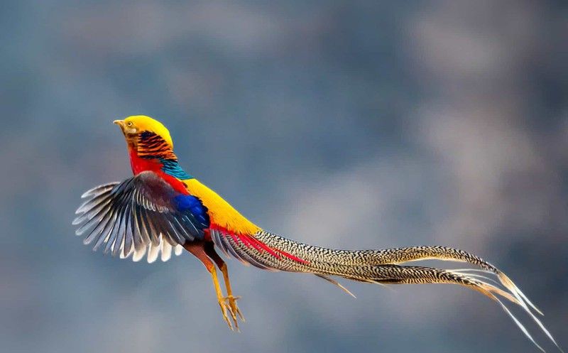 nhung chu chim co bo long dep nhat the gioi