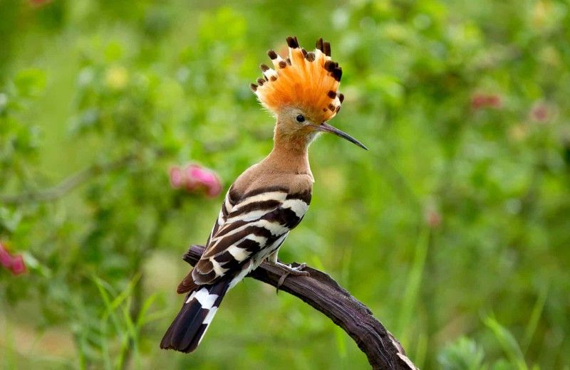 nhung chu chim co bo long dep nhat the gioi