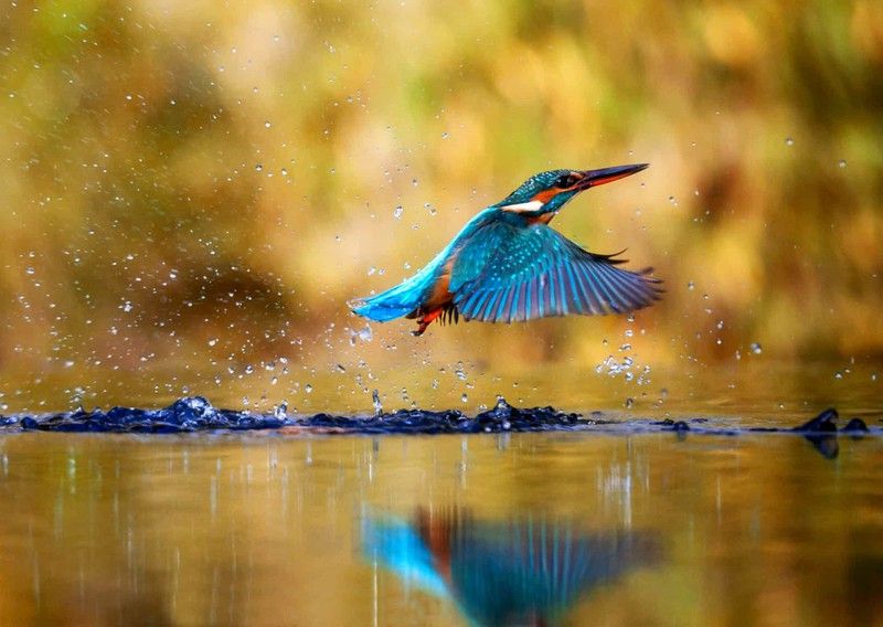 nhung chu chim co bo long dep nhat the gioi