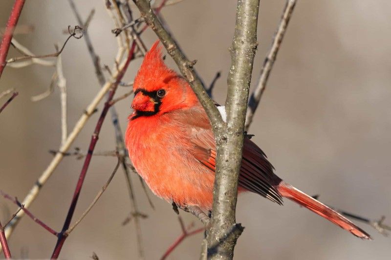 nhung chu chim co bo long dep nhat the gioi