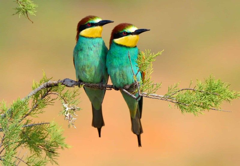 nhung chu chim co bo long dep nhat the gioi