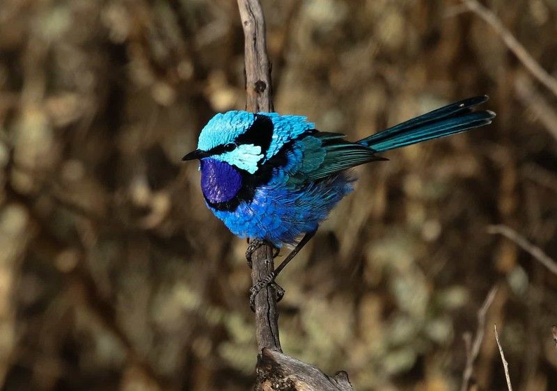 nhung chu chim co bo long dep nhat the gioi