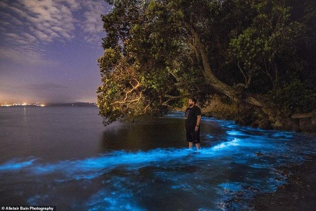 ky thu anh sang me hoac cua cac sinh vat phu du trong nuoc