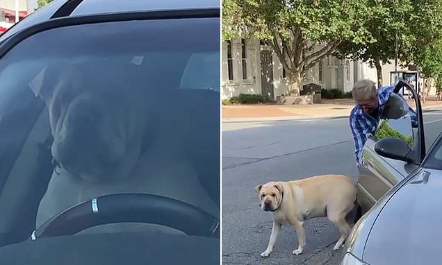 Chú chó ngồi sau vô lăng, bấm còi inh ỏi chu cho bam coi inh oi vi bi chu bo quen tren xe o to