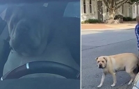 nguoi phu nu duoc cuu song nho chu cho nha danh hoi duoc khoi u ung thu