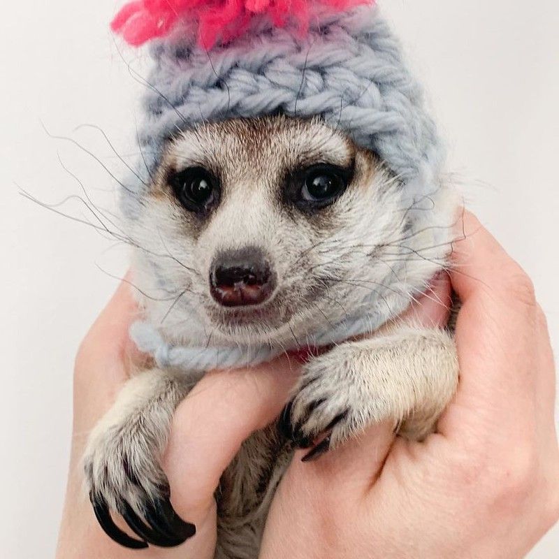 tinh ban tuyet dep giua meo va chon dat khien moi trai tim tan chay