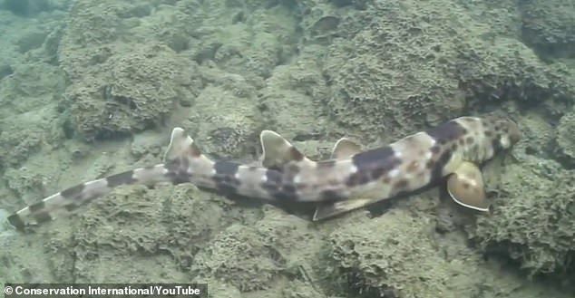 loai ca map di bo moi duoc phat hien