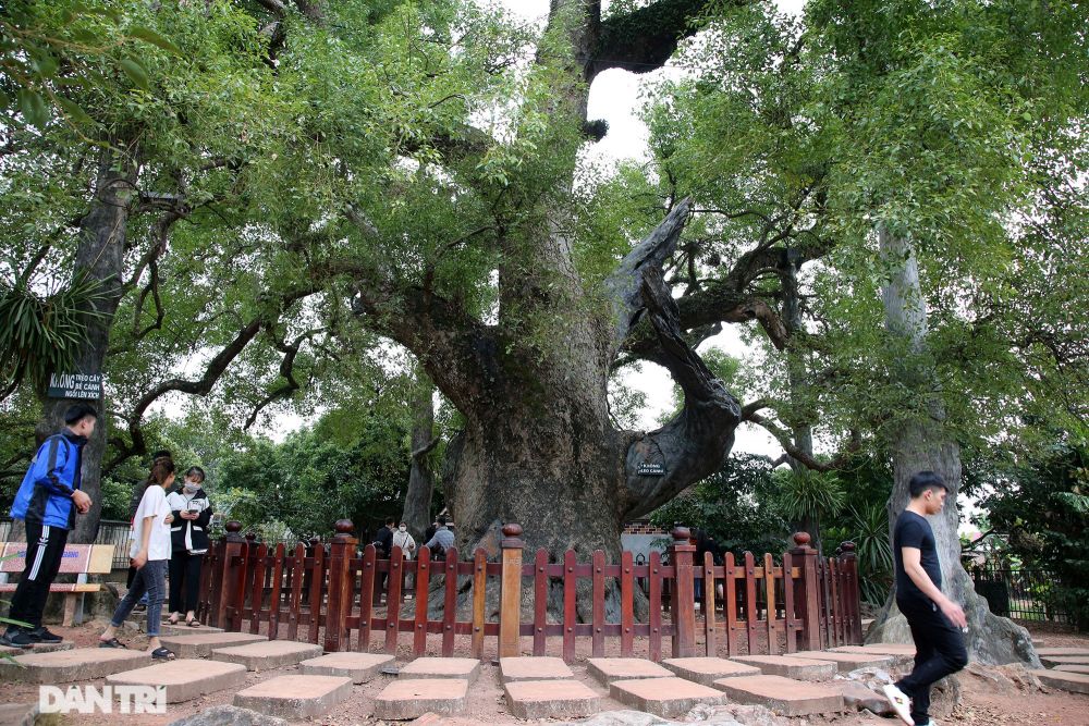 Cây có dáng  bề thế, uy nghi, cành lá xum xuê quanh năm. Như một biểu tượng cho sự trường tồn của thiên nhiên.