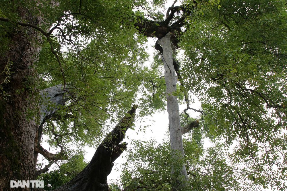 Cây dã hương lớn nhất thế giới ở Bắc Giang