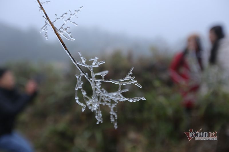 Cỏ cây lung linh như thủy tinh trong băng giá