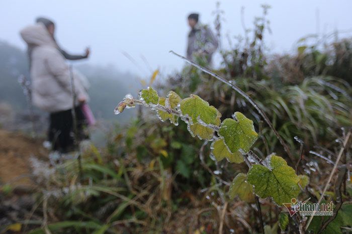 Cỏ cây lung linh như thủy tinh trong băng giá